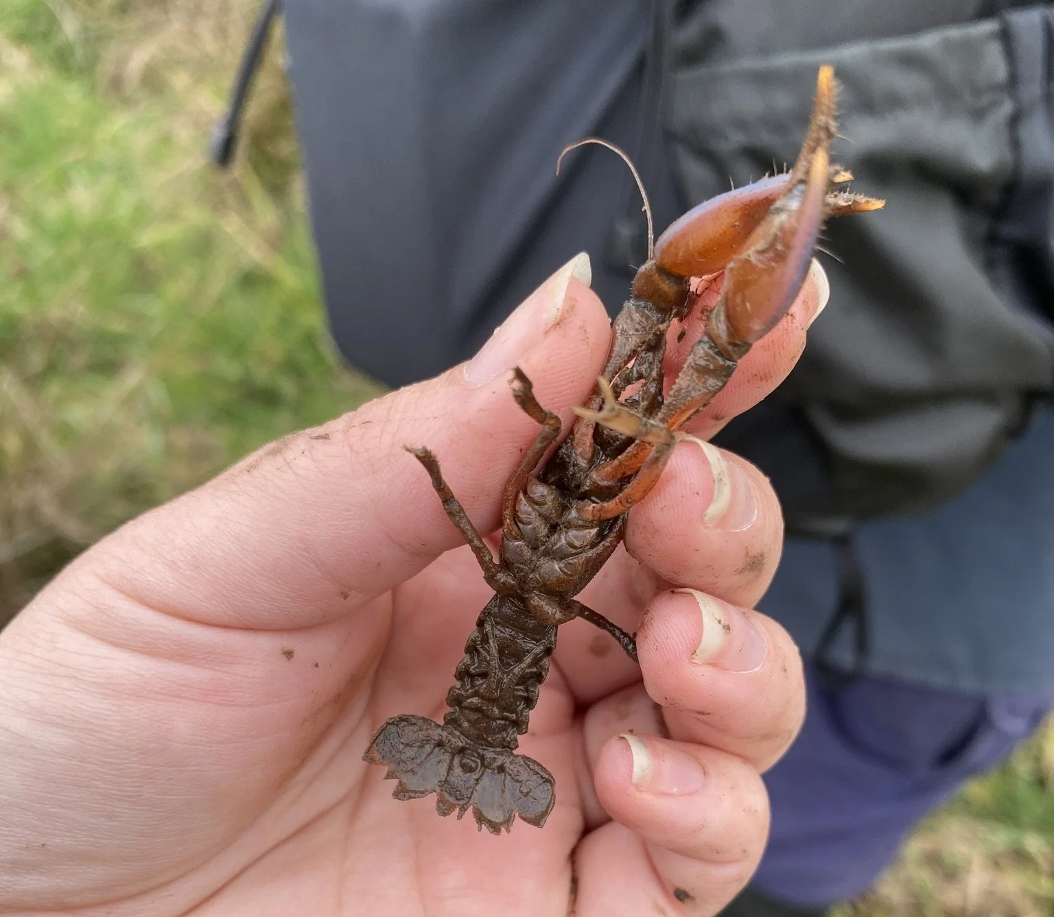 Burrowing Crayfish