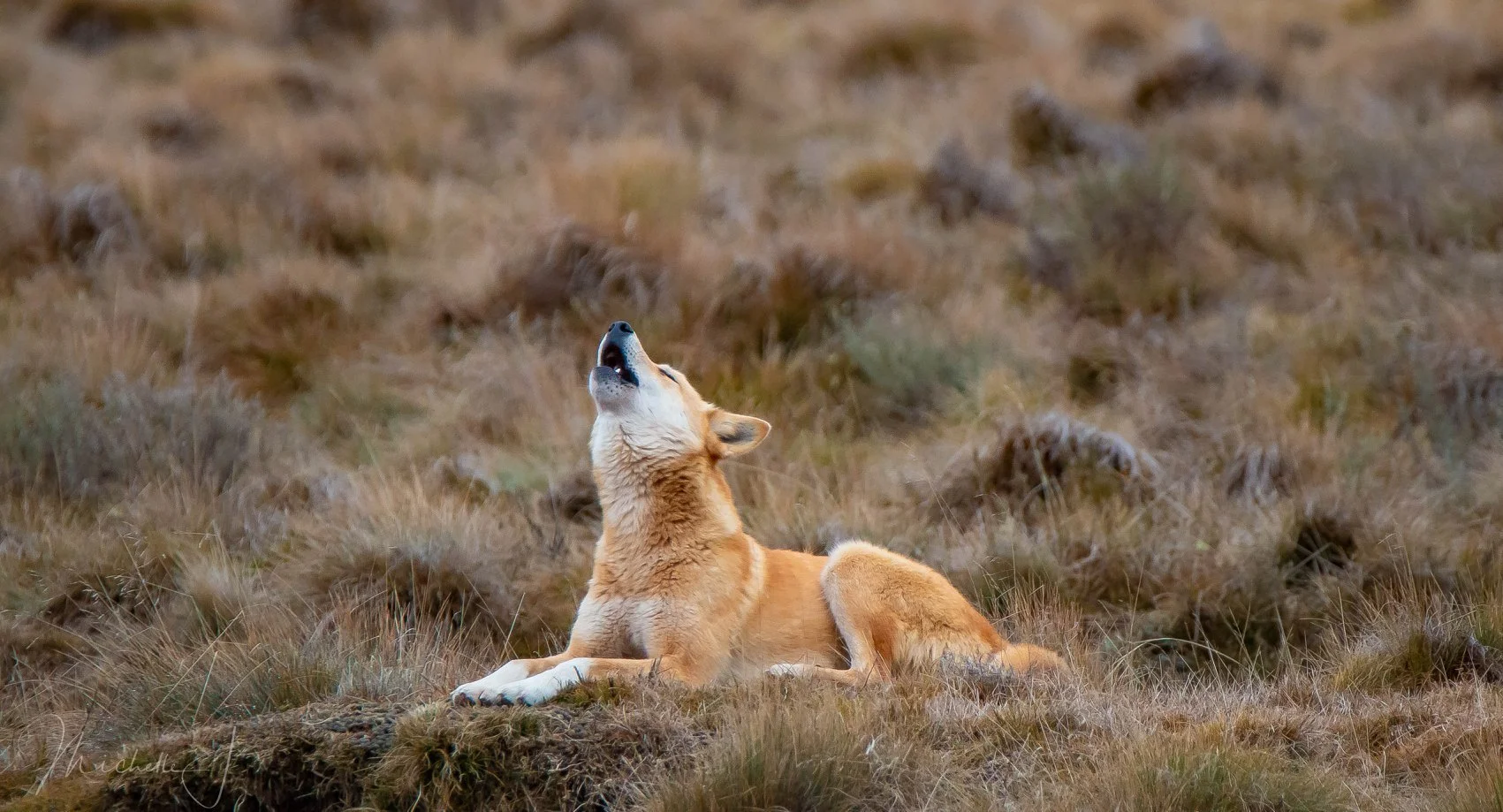The Dingo Conservancy TBC