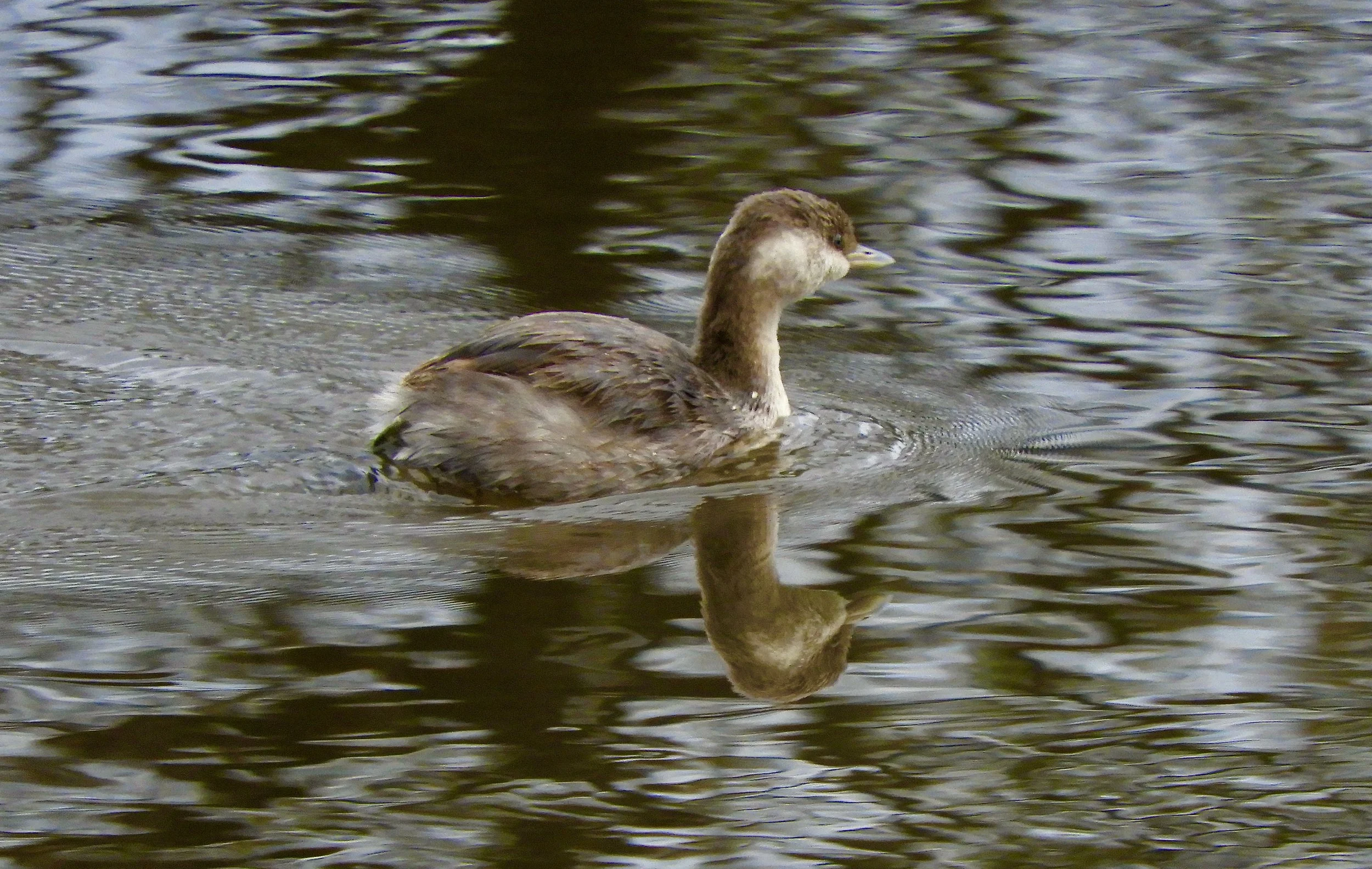 Energy Australia Wetlands