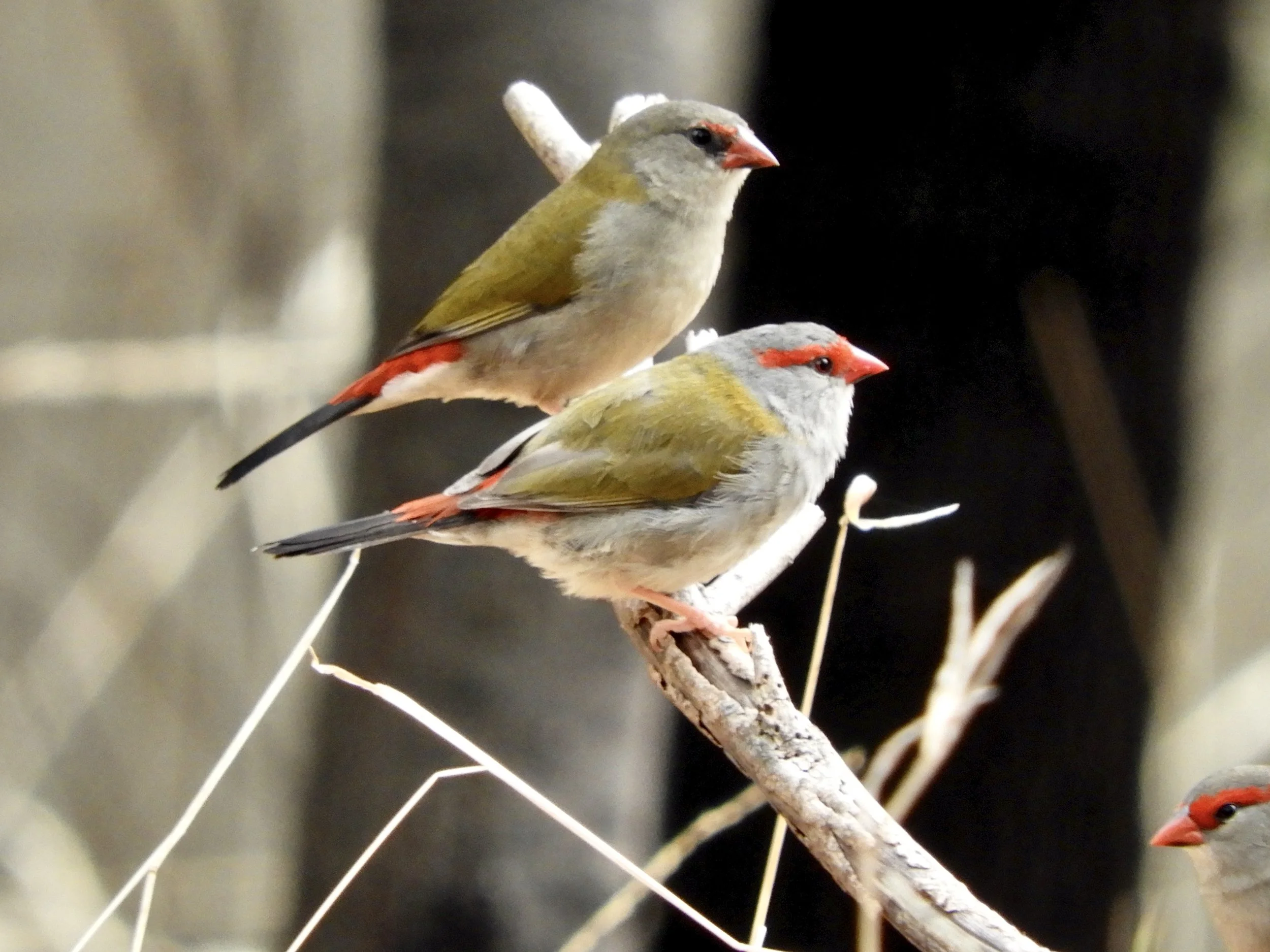Morwell National Park