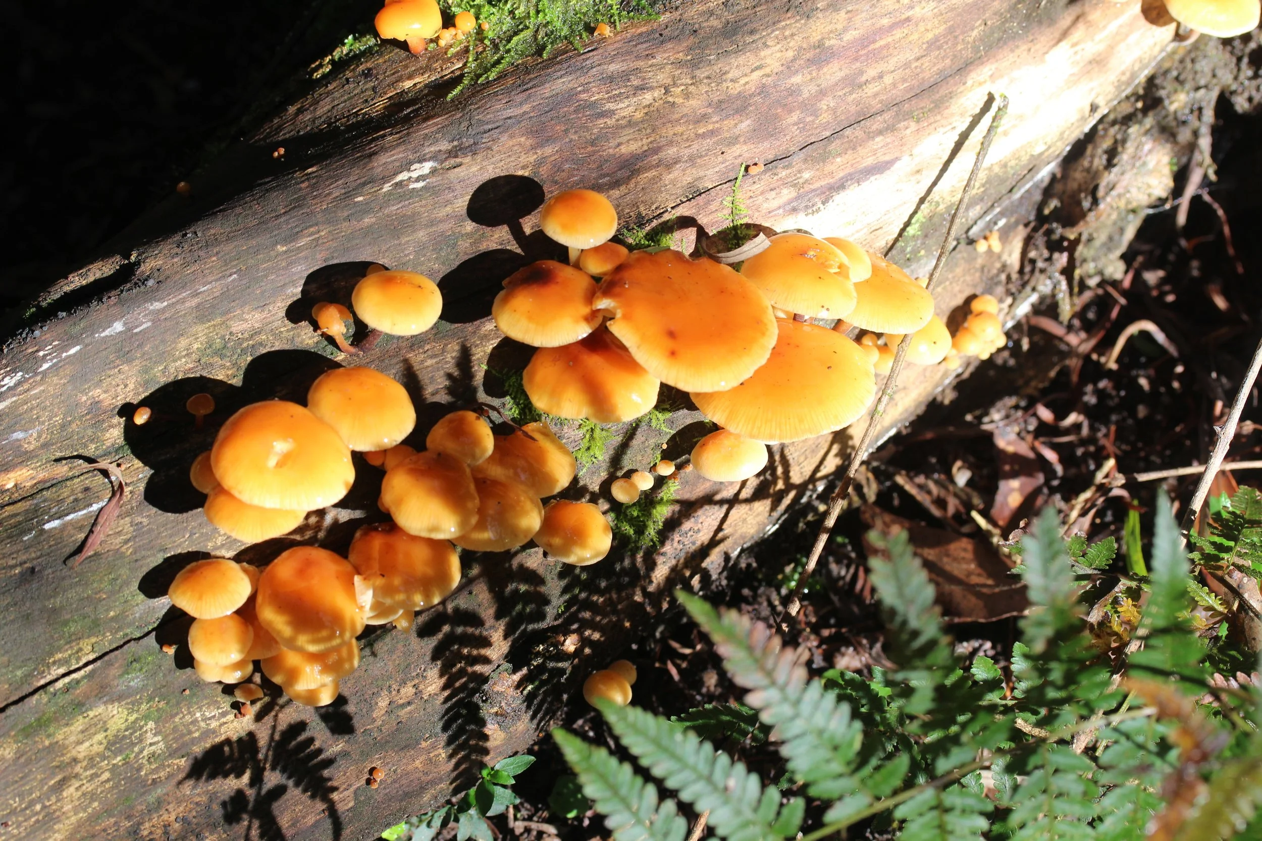 Fungi