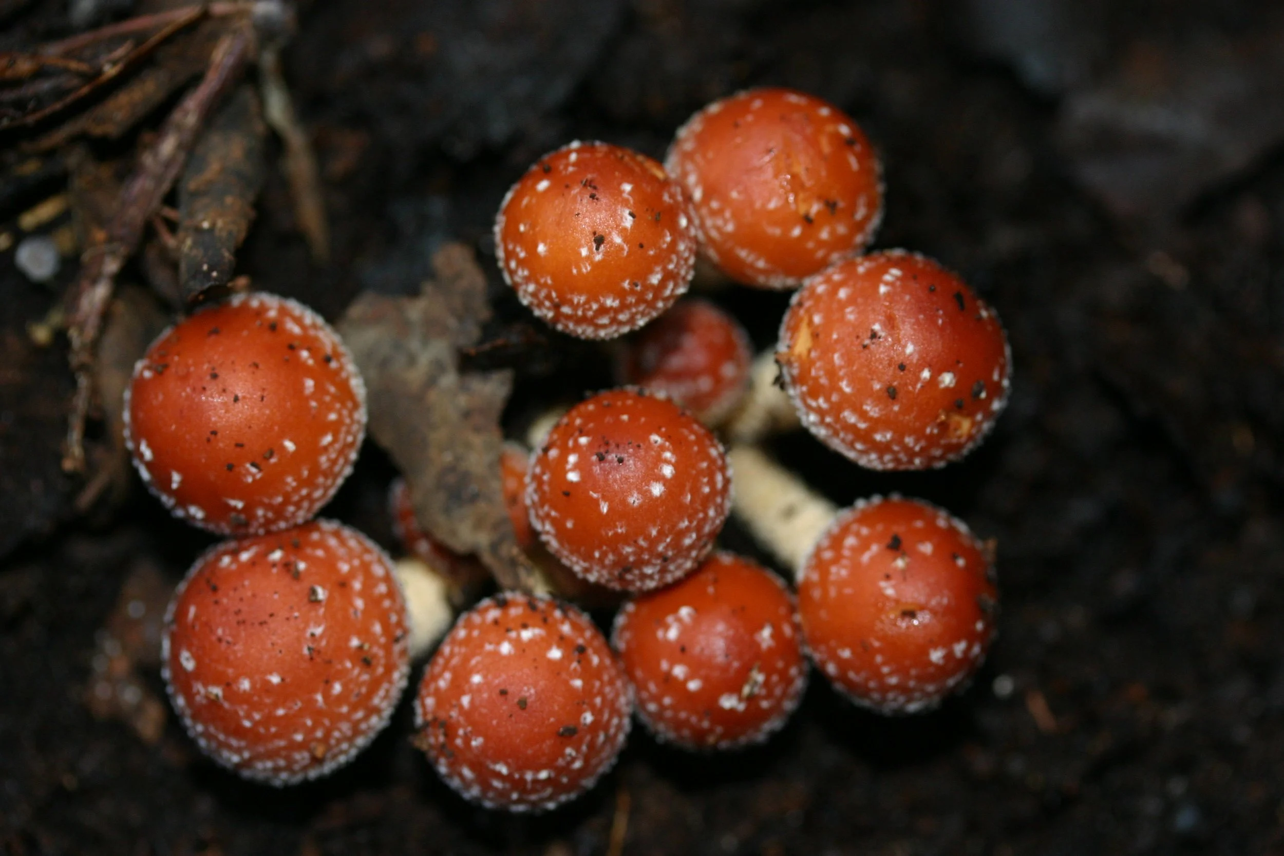 Lyrebird Walk, Mirboo North