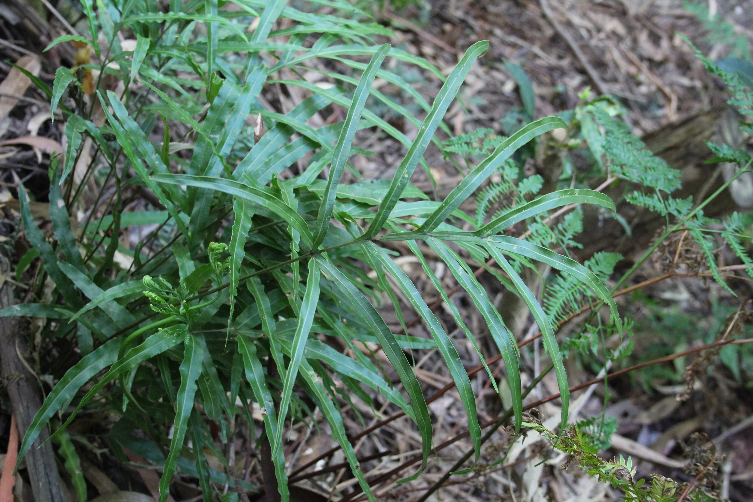 Uralla Nature Reserve, Trafalgar