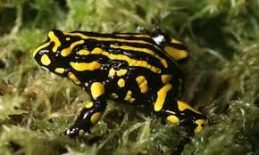 Threatened Species