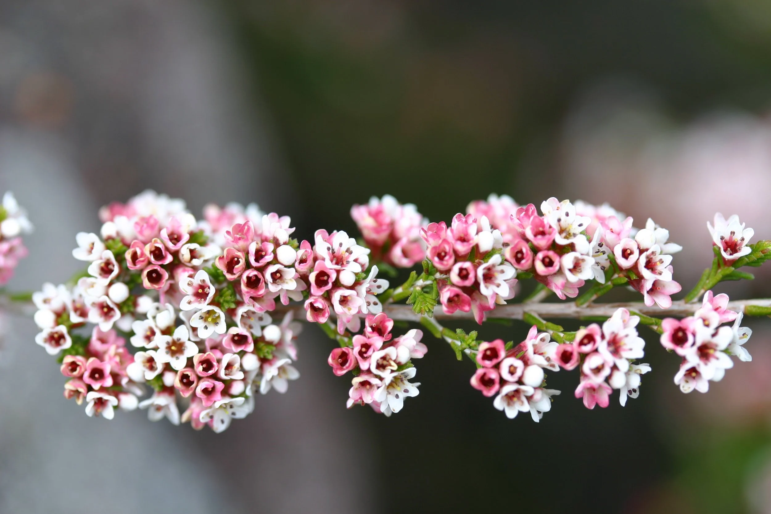 Mt Hedrick Scenic Reserve