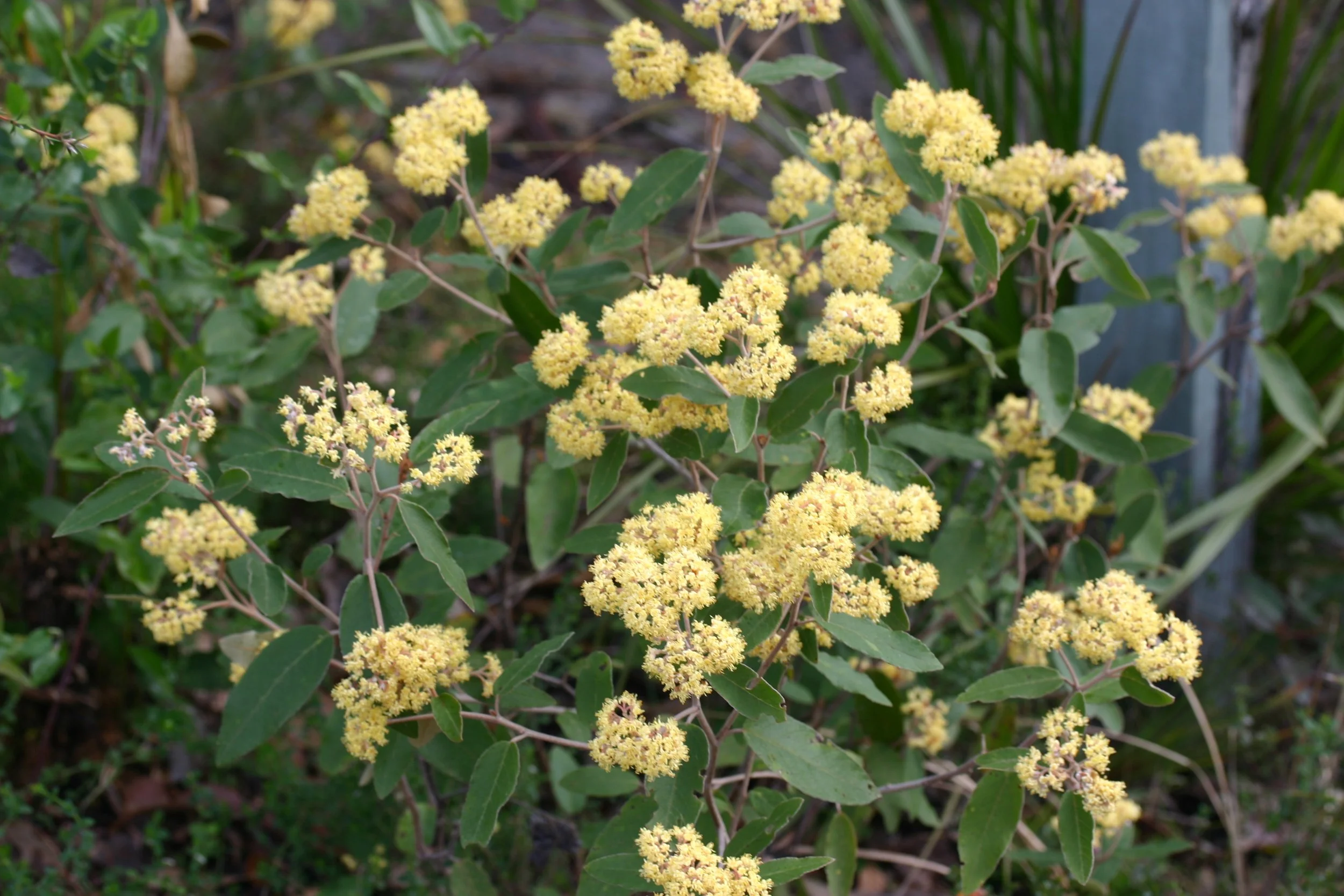 Summer Camp, Mallacoota