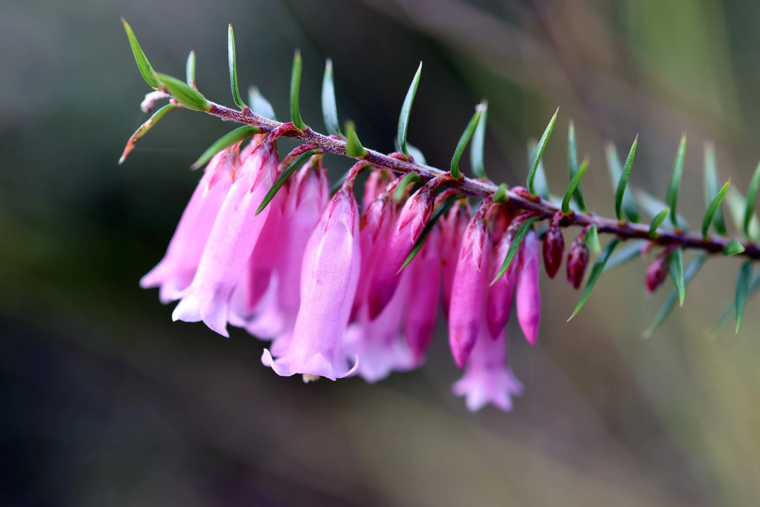 Traralgon South Flora and Fauna Reserve