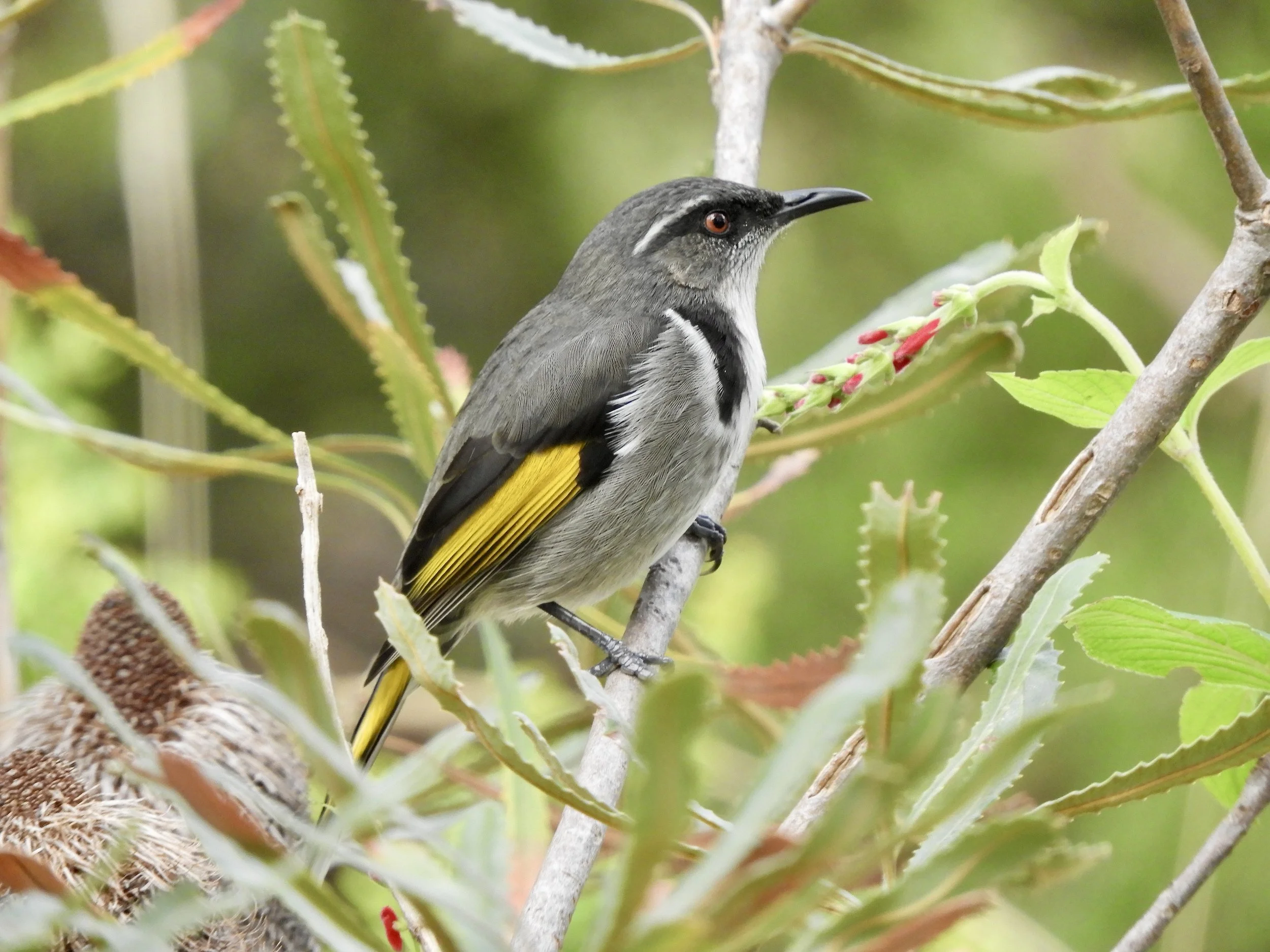 Honeyeaters