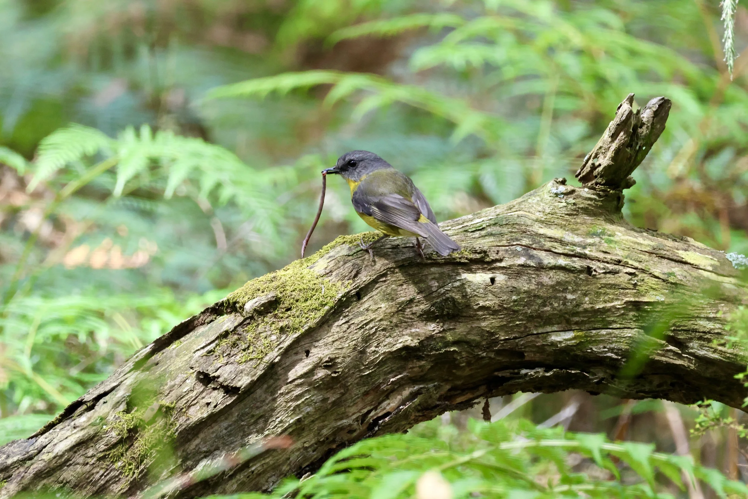 Birding - 9AM Tue 7 July, 2026