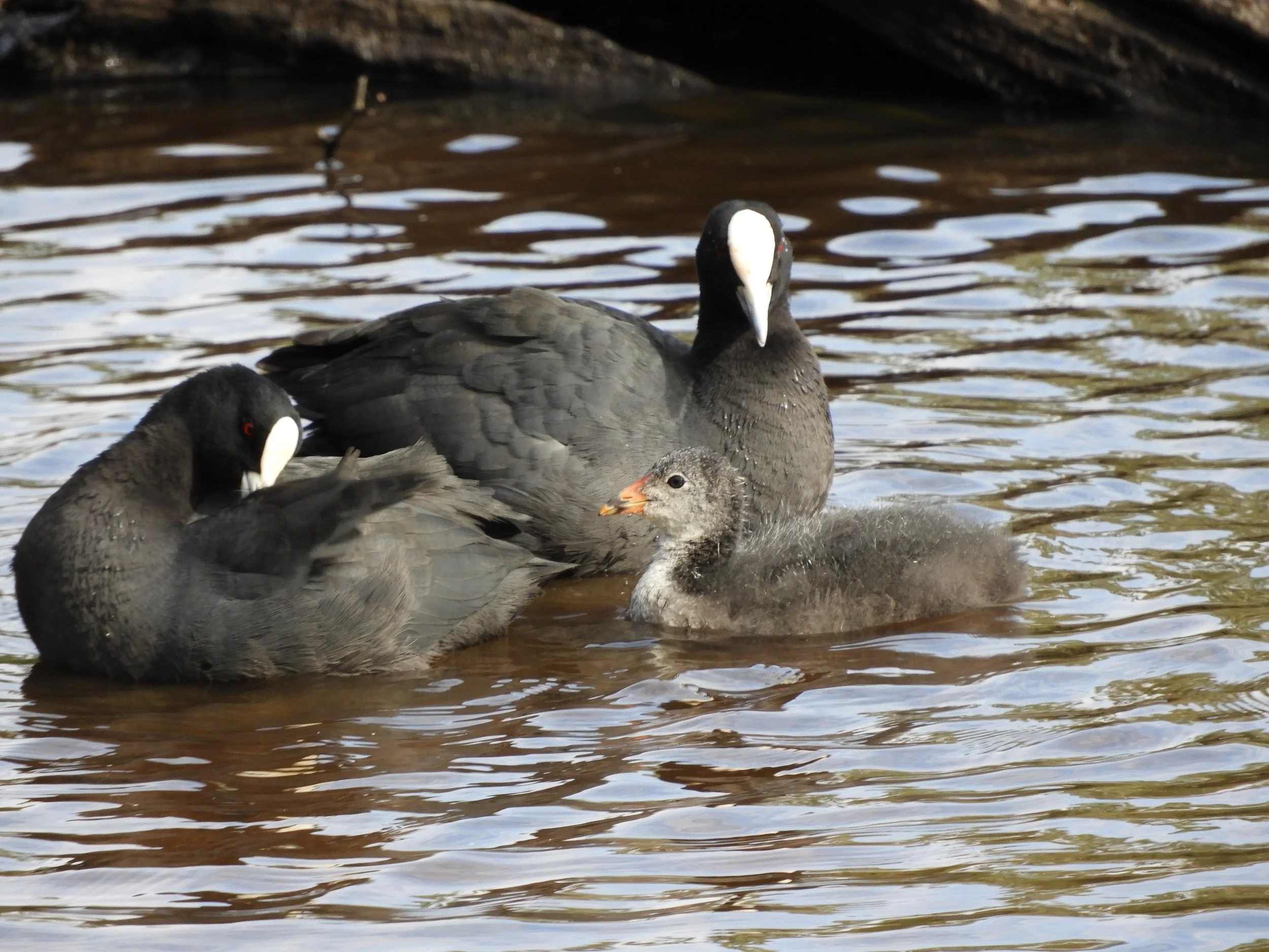 Energy Australia Wetlands