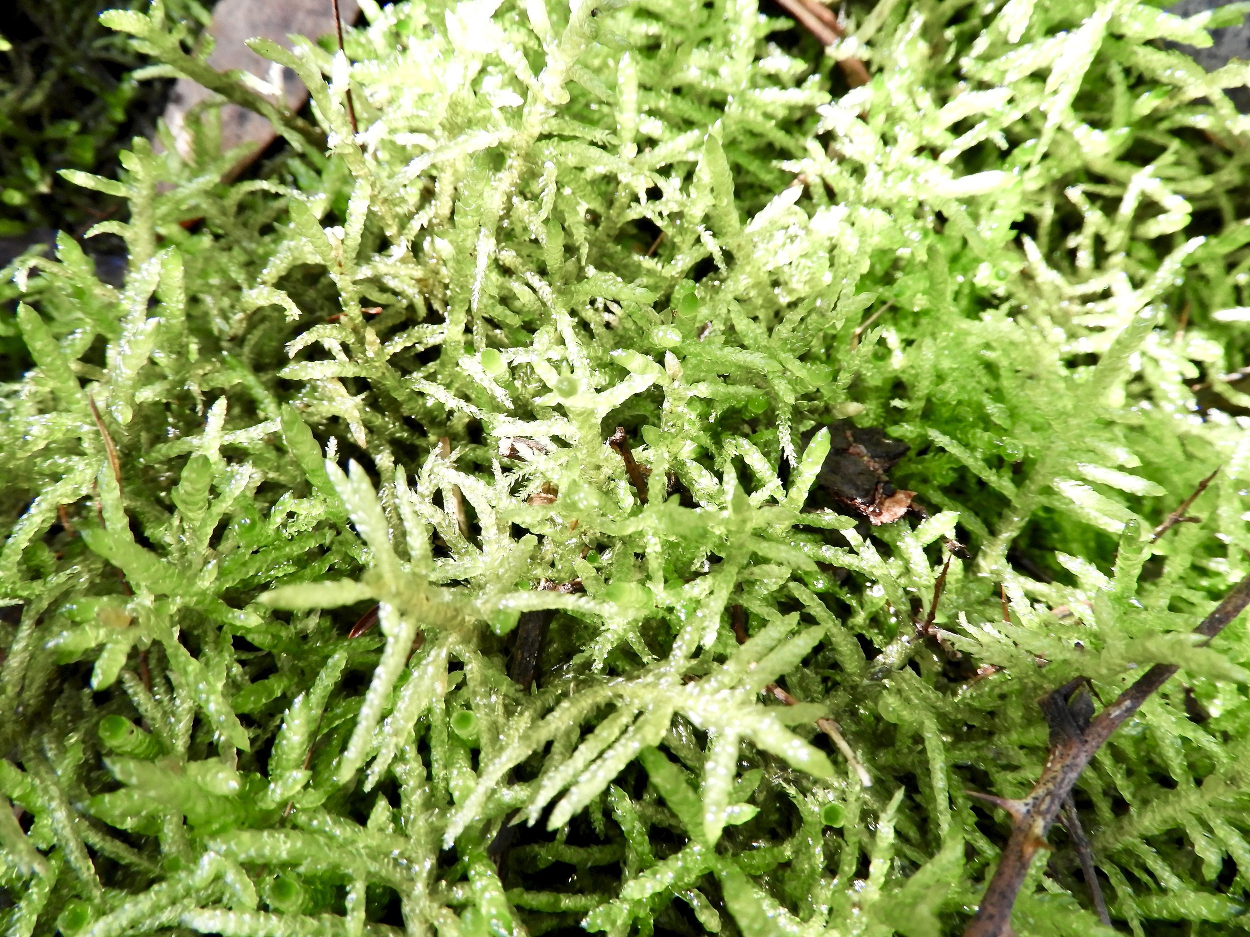 Invertebrates making use of invasive mosses