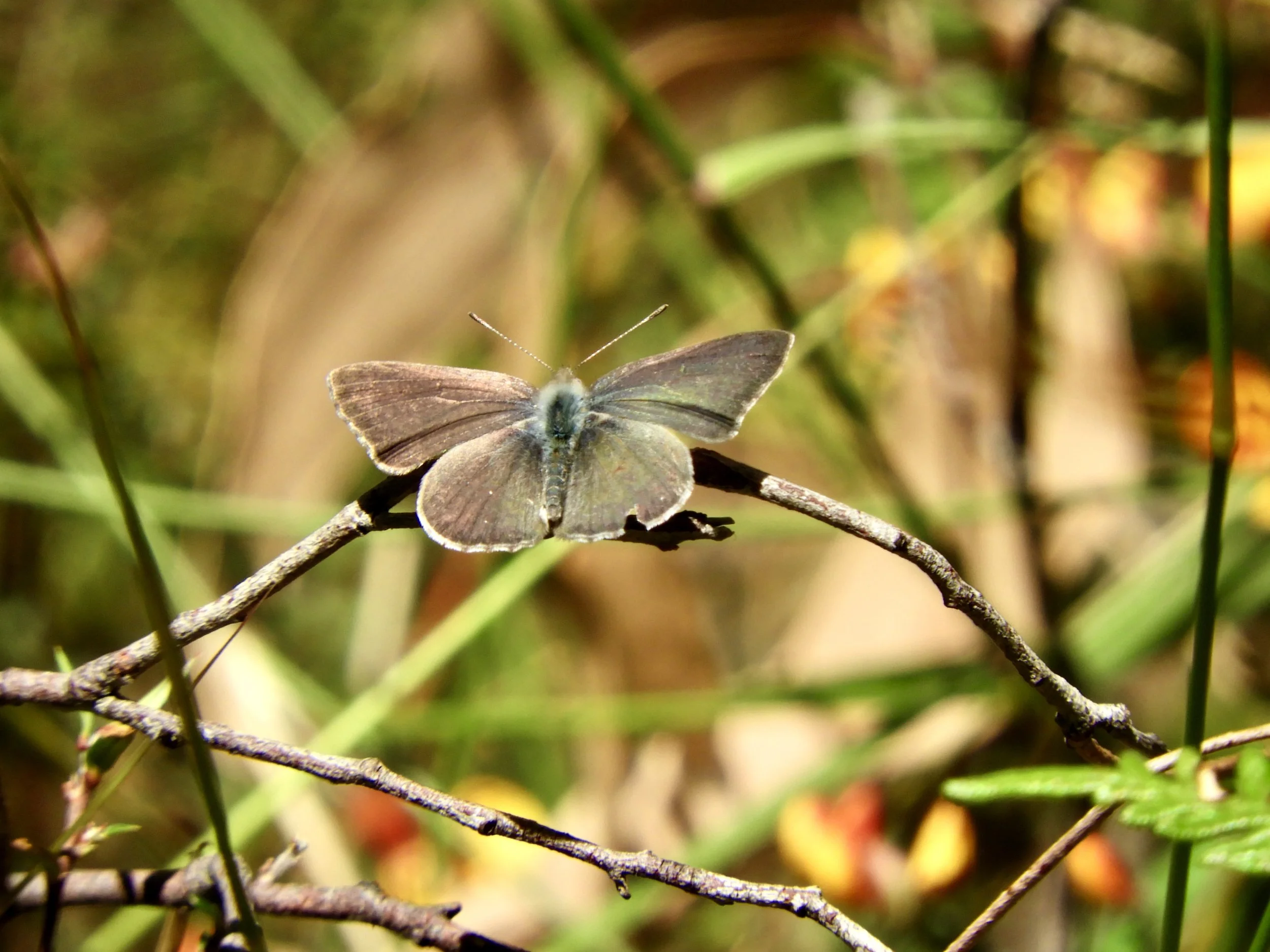 Edward Hunter Bush Heritage Reserve