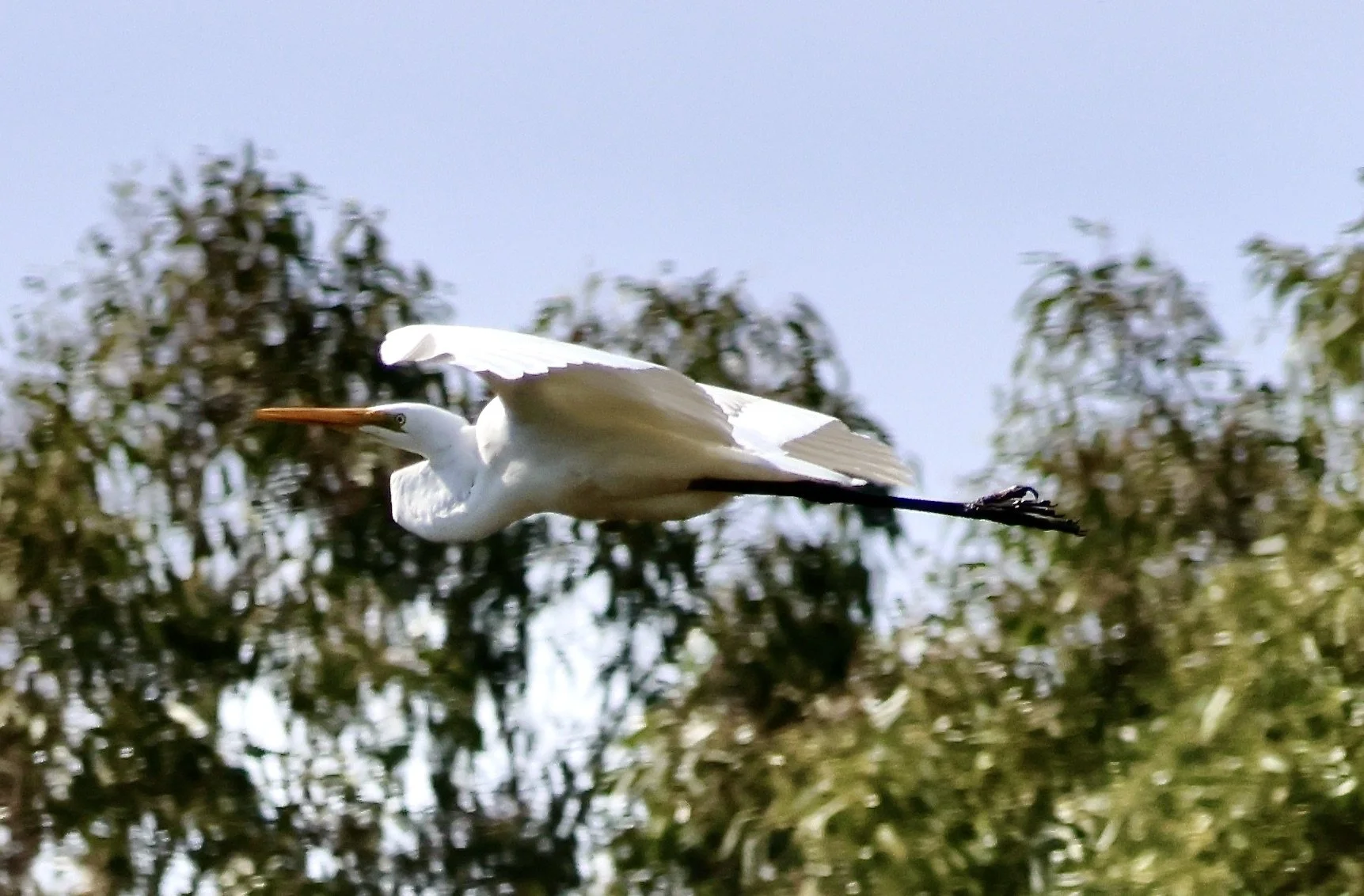 Aussie Bird Count