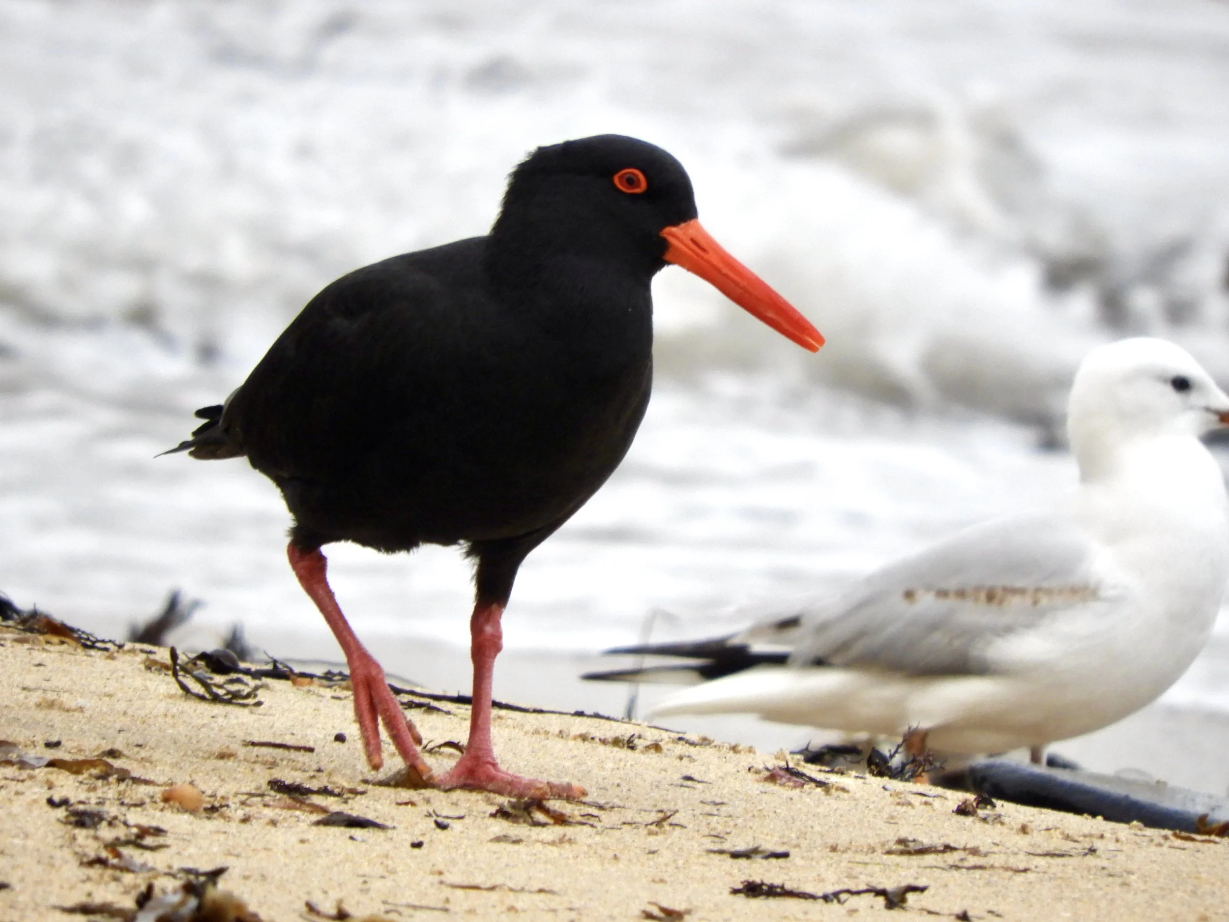 Cup Day Birding
