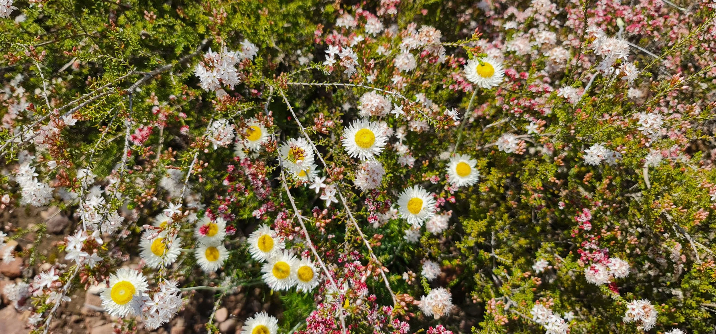 Mt Hedrick and Beyond – Rare Flora, Refuges and a Changing Landscape