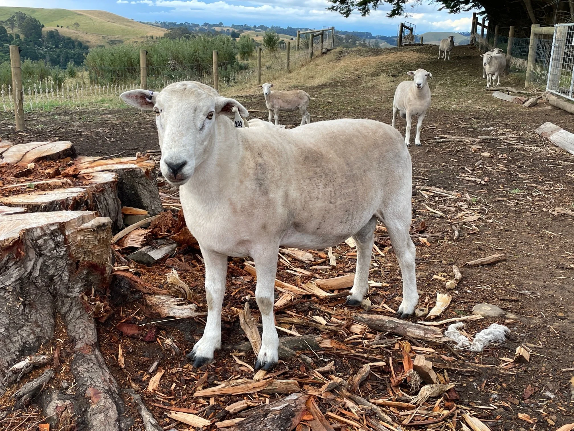 Wiltipoll 2020 Ram Lamb