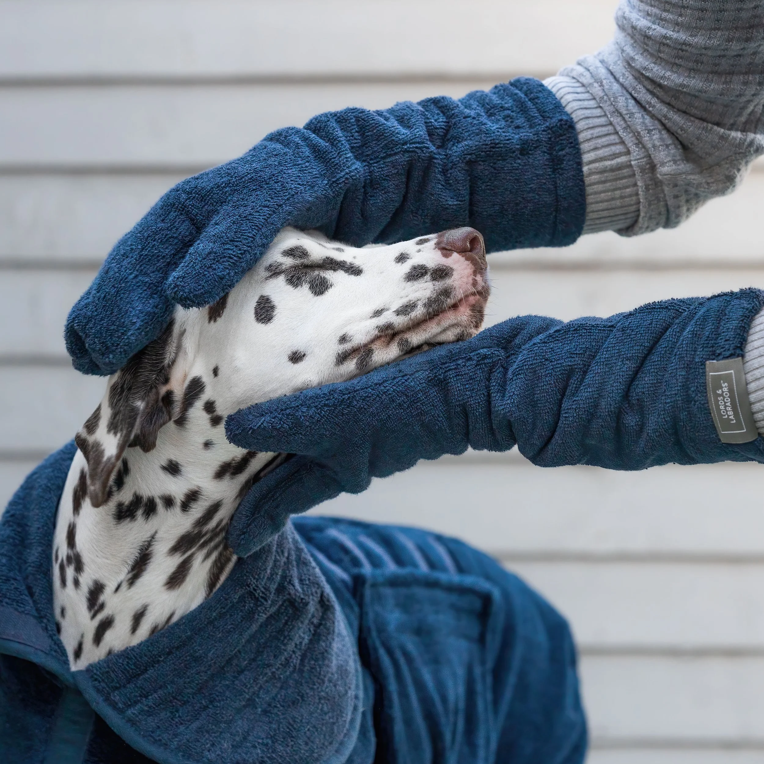 Person iført en grå genser og en mørkeblå hanske, som holder en dalmatinervalp med svarte flekker i den hvite pelsen.