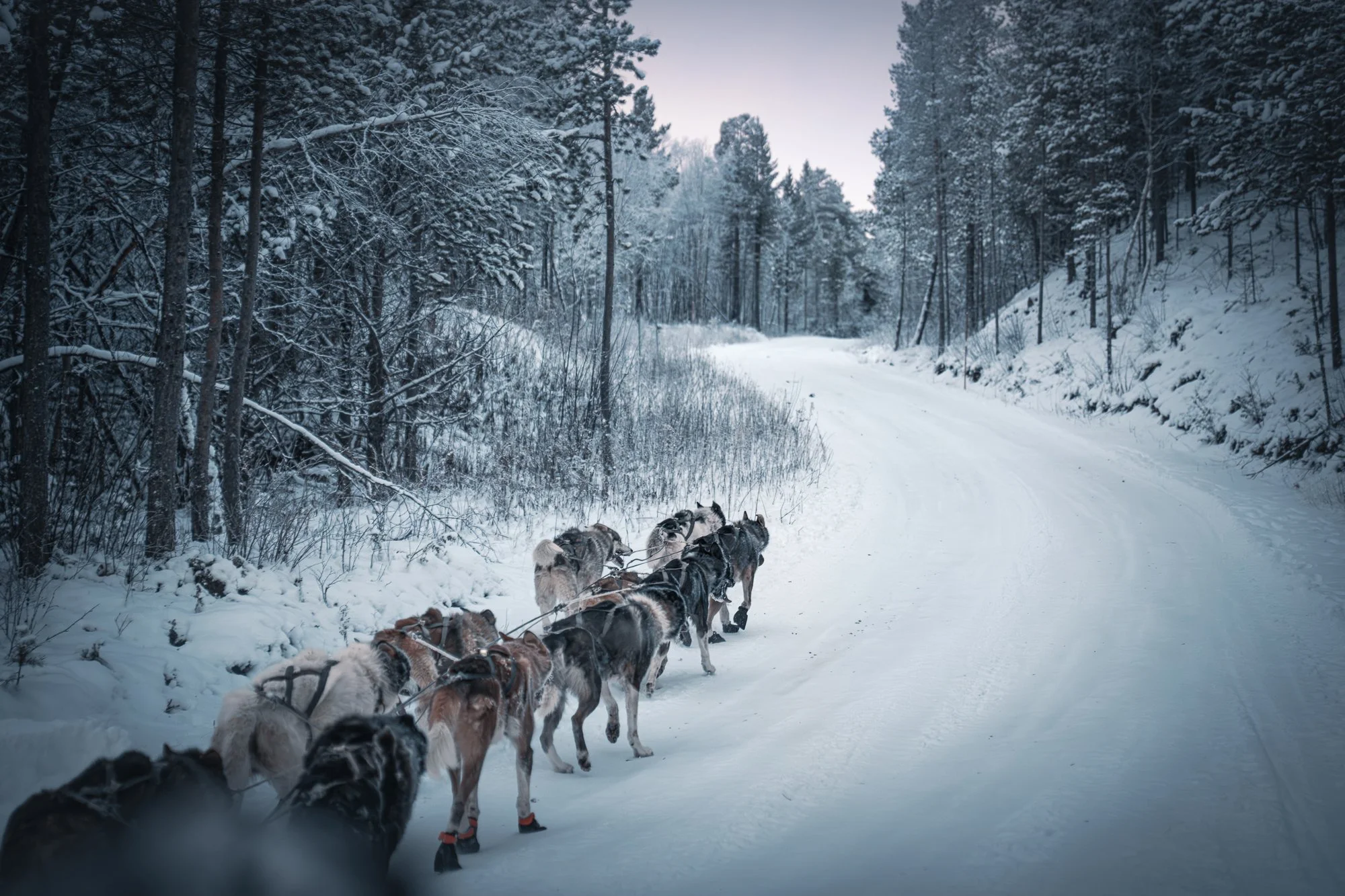 Et team med huskyer som trekker en slede gjennom en snødekt skogssti.
