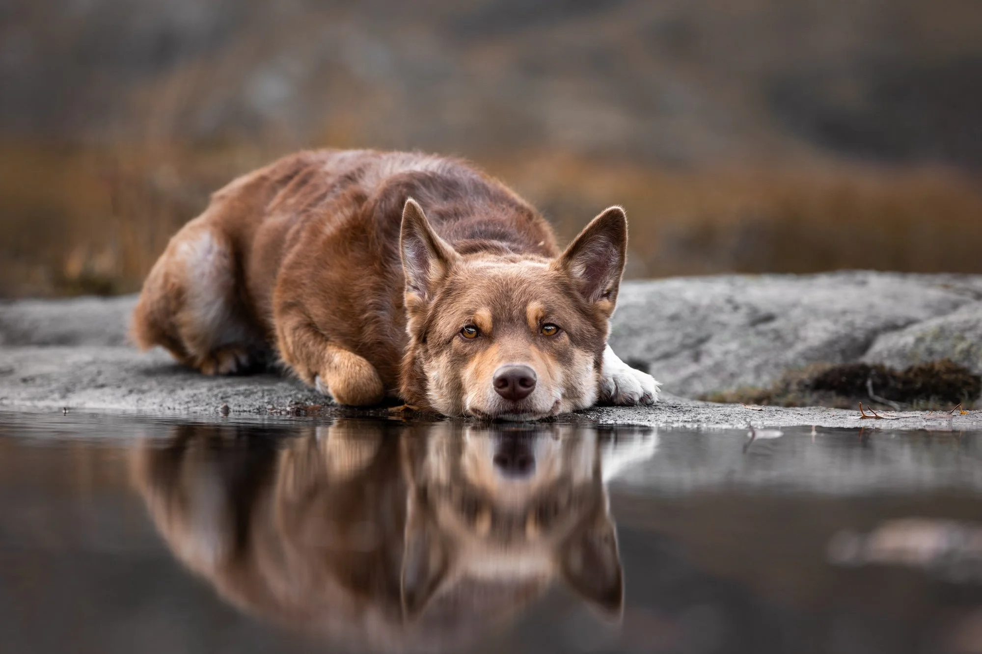 En hund med brun og hvit pels ligger på en stein utenfor nær vann, og stirrer på kameraet med et rolig uttrykk, speilet i vannet nedenfor.