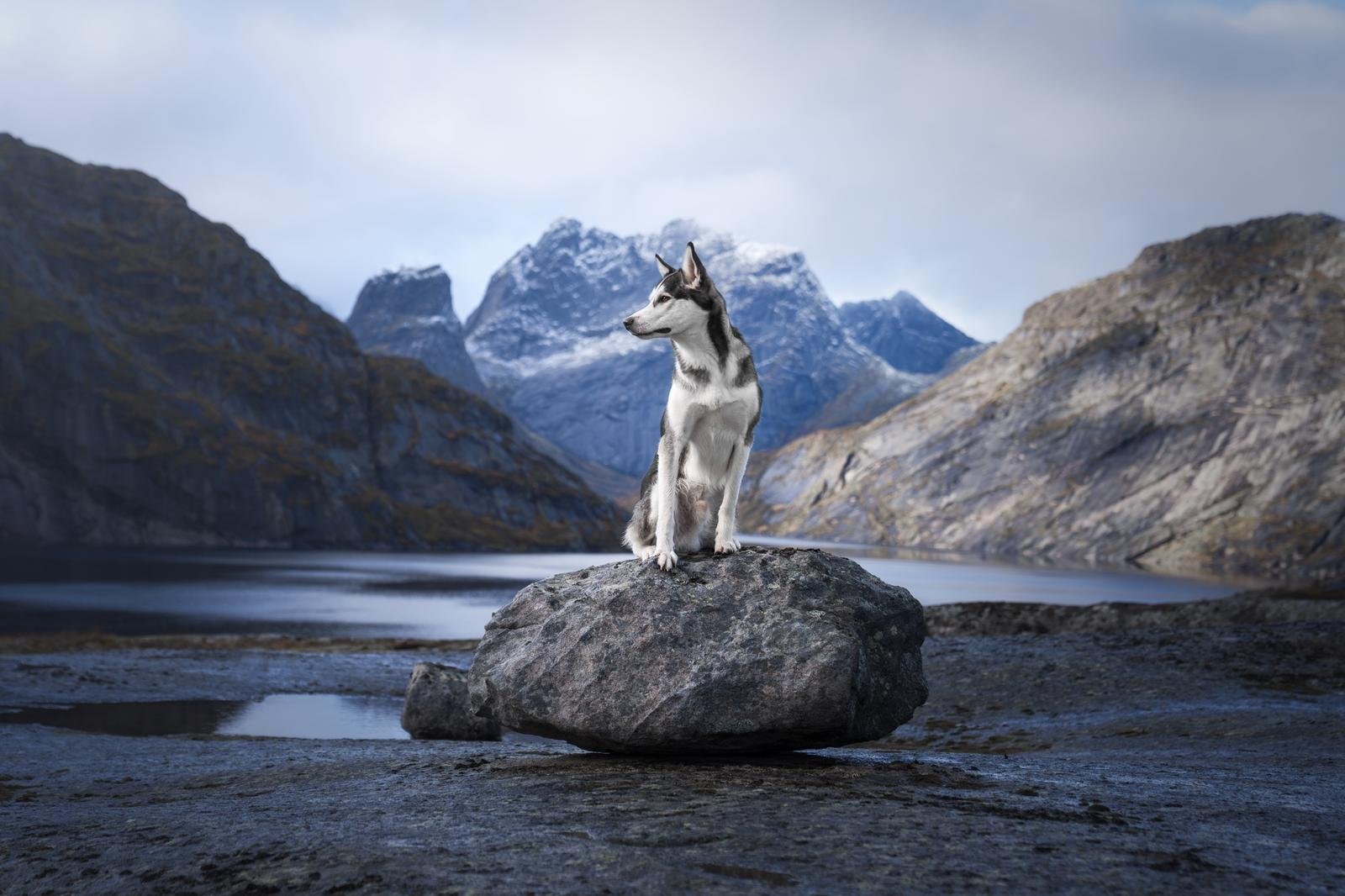 En sibirsk husky sitter på en stor stein i et fjellandskap med snødekte topper og en innsjø i bakgrunnen.