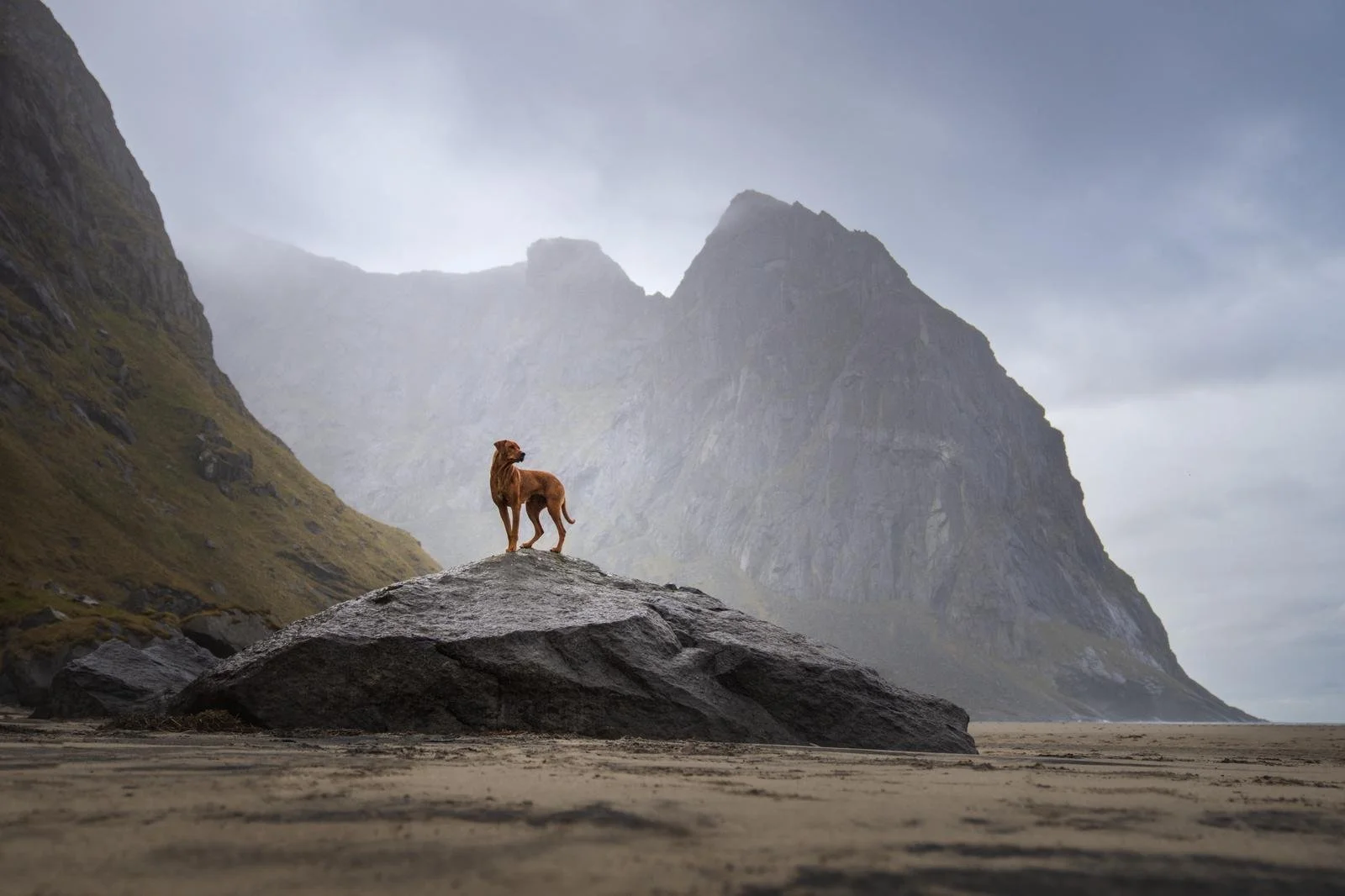 En hund som står på en stor stein på en strand med fjellklipper og tåkete himmel i bakgrunnen.