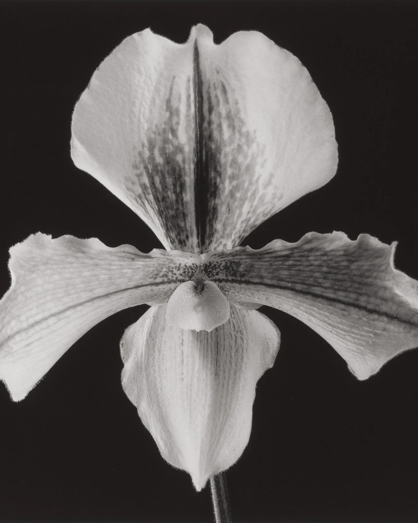 Nature has long been fashion&rsquo;s most profound teacher. In the curve of an orchid or the fold of a petal cast in silver, we find the essence of design; proportion, tension, movement. 

1. Robert Mapplethorpe, Orchid, 1988
2. Hector Aguilar, Sterl