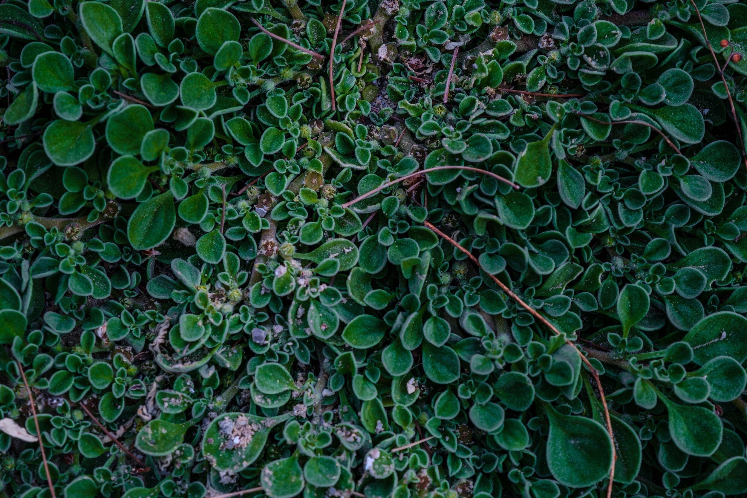 DSCF0311.jpg