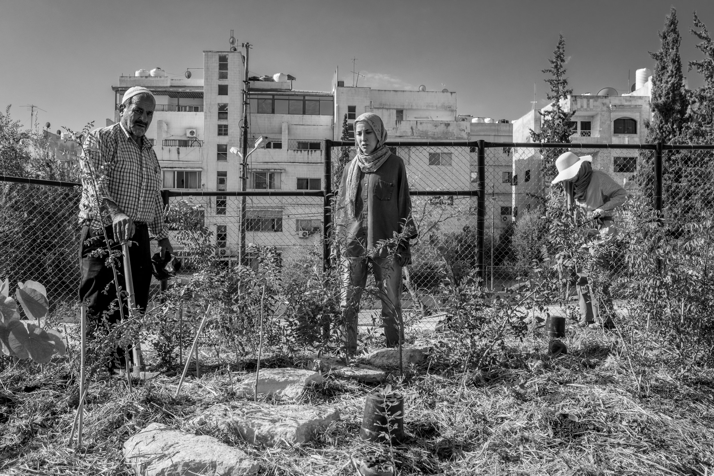A man from the land of Syria, Deema, and Fadwa working on planting baby trees in this public park.