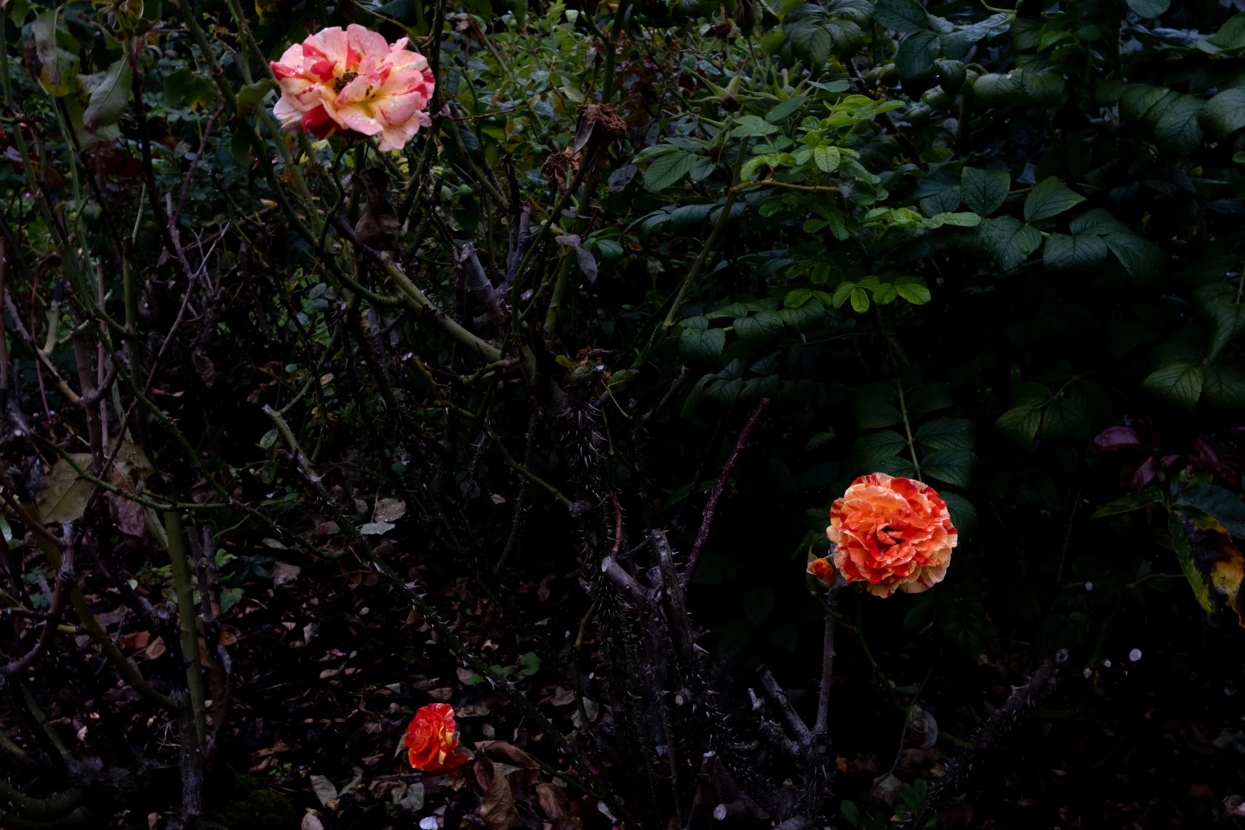 DSCF0180.jpg
