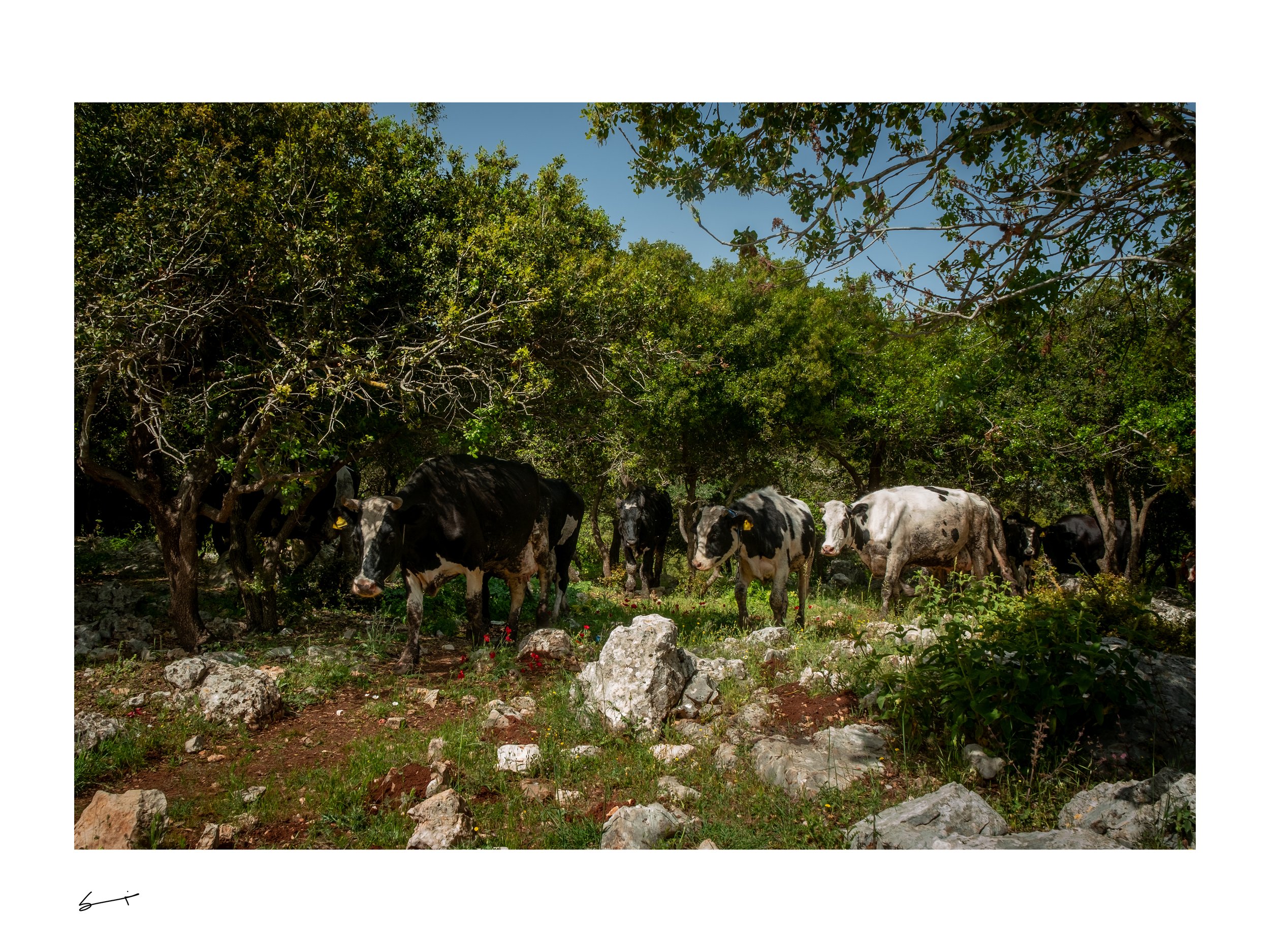Free Range Cows_Suhayb Al Jawhari Photography.jpg