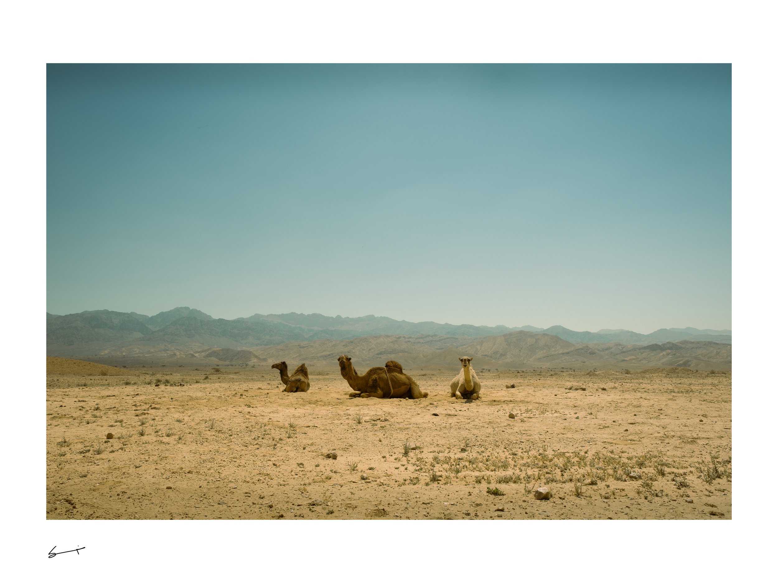 Three Camels_Suhayb Al Jawhari Photography.jpg