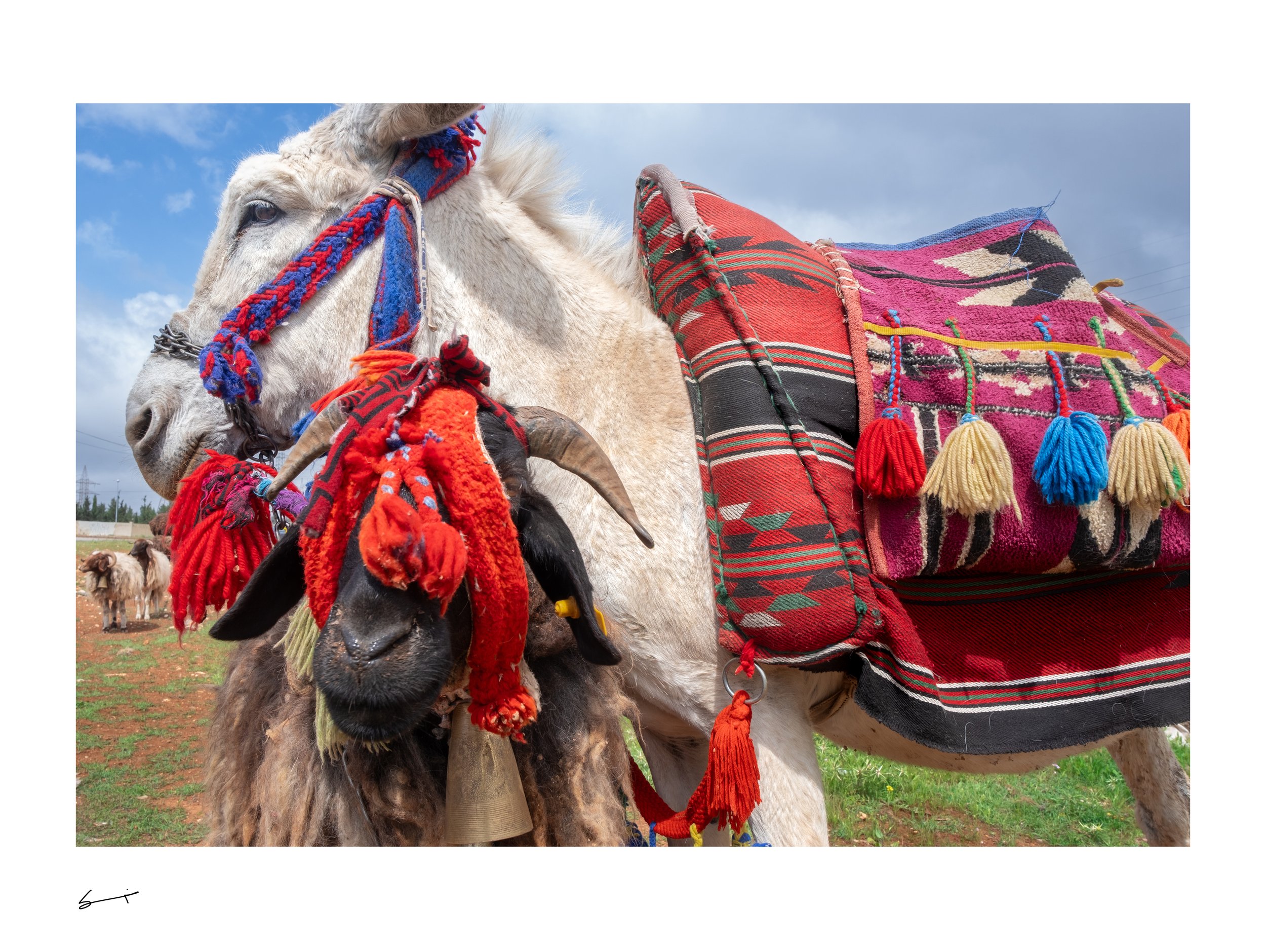 Sheep and Donkey Drip_Suhayb Al Jawhari Photography.jpg