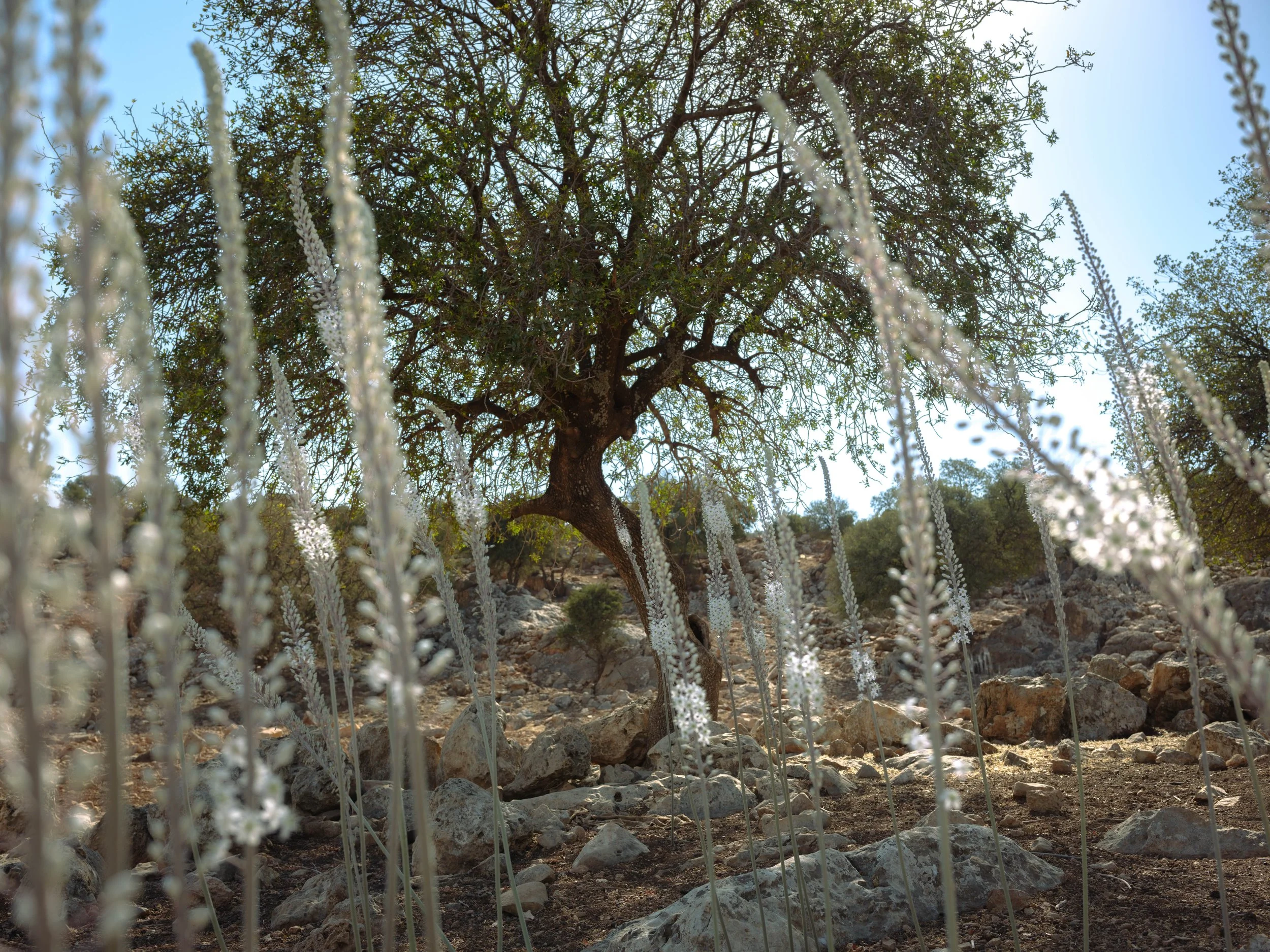 _DSF2873.jpg