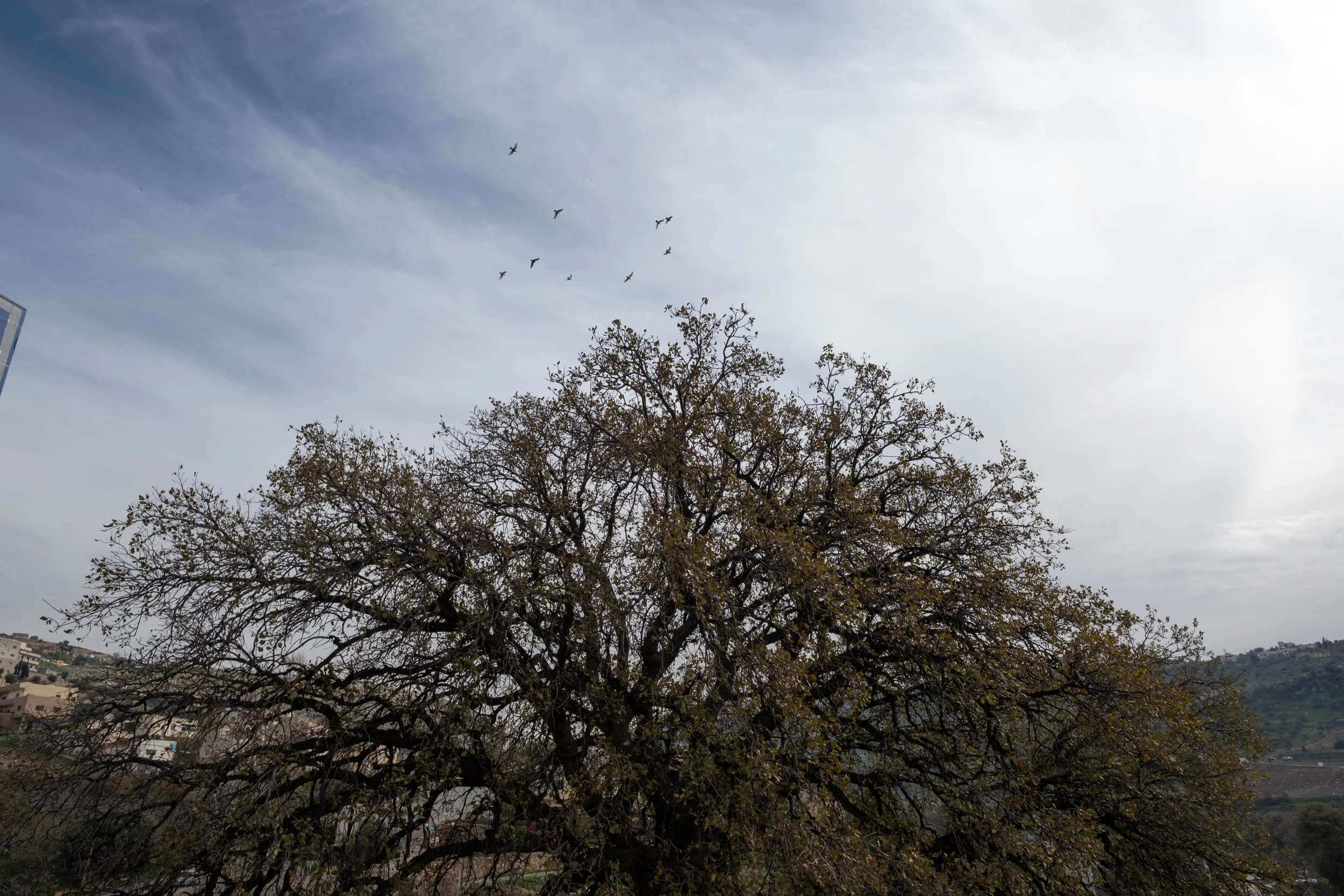 DSCF5529.jpg