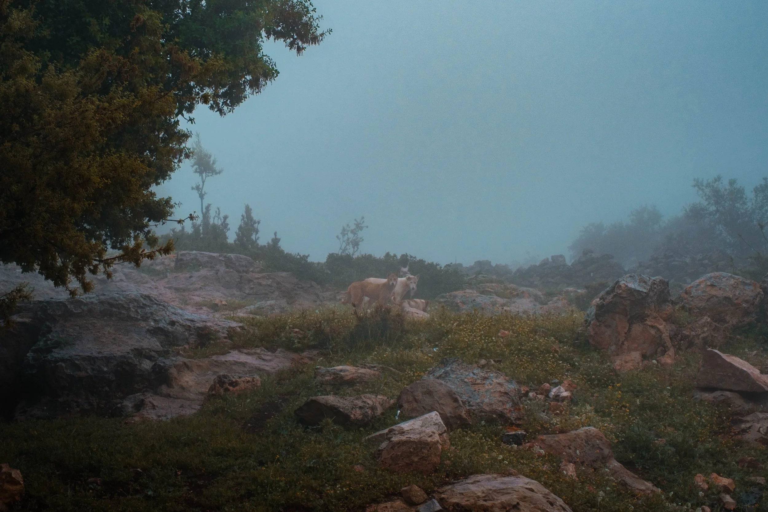 DSCF8204.jpg