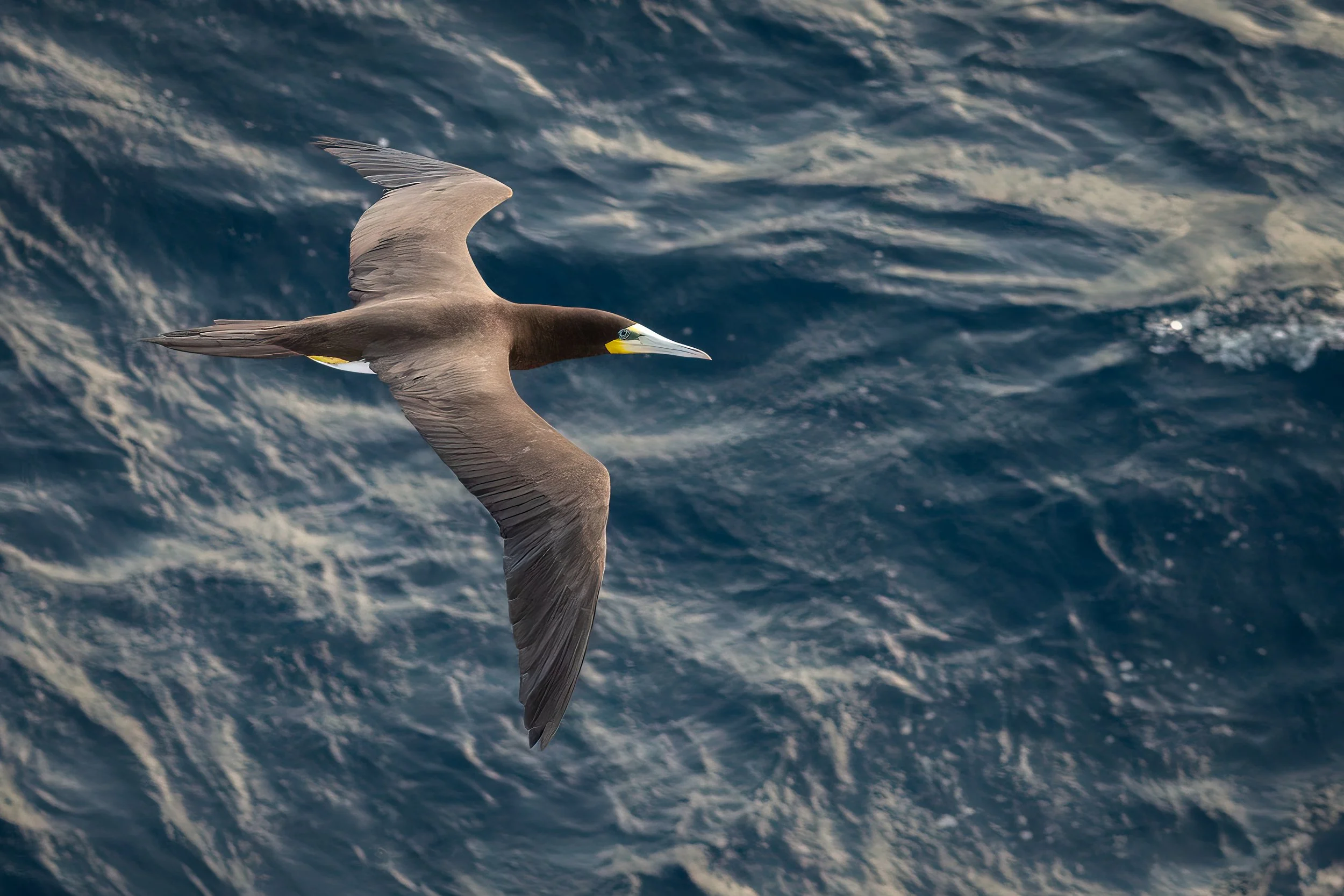 Cruise2026-20260201-7404470-Edit-Edit.jpg