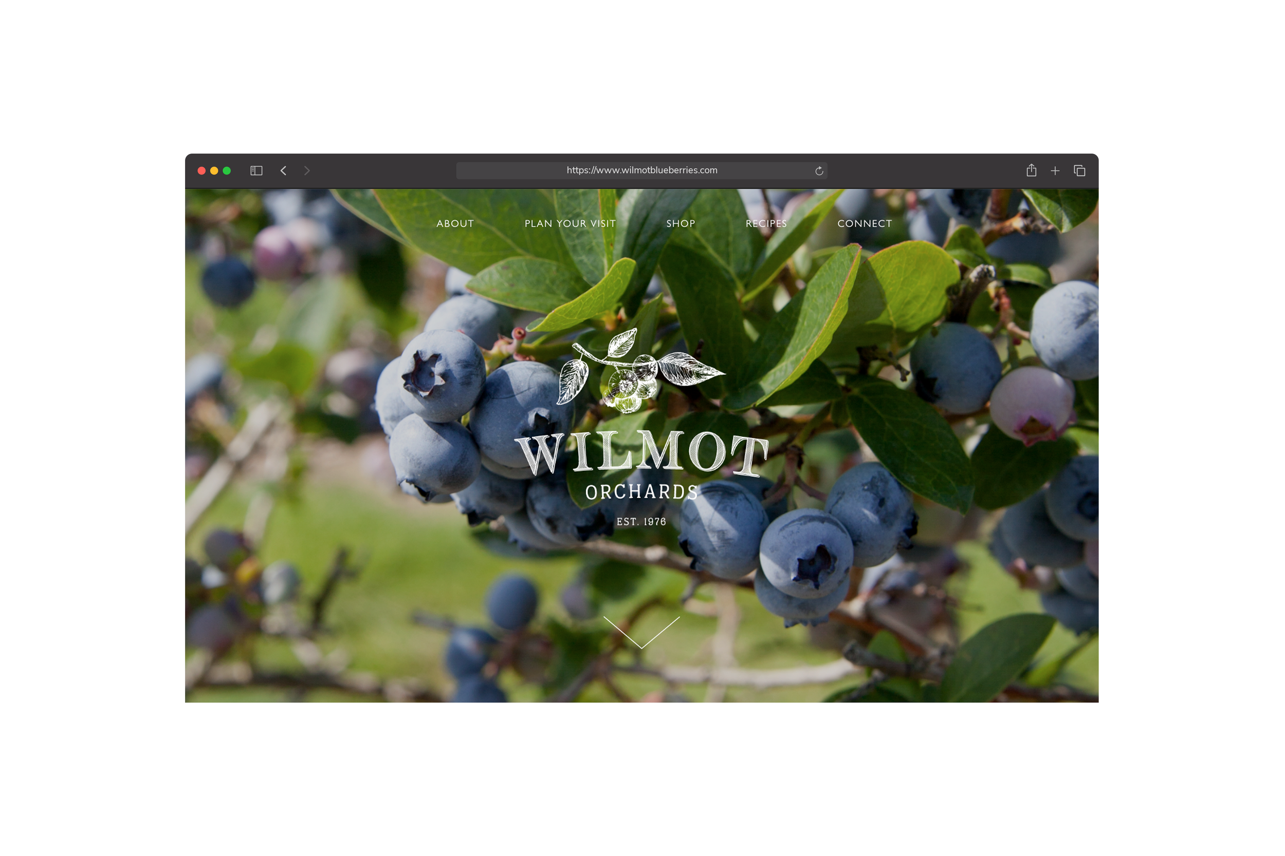 Wilmot Orchards