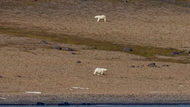 Arctic -Polar Bear Sighting.jpeg