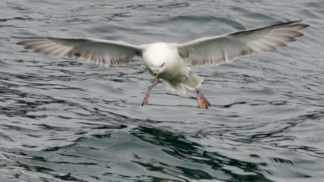 Arctic -Northern Fulmar.jpeg