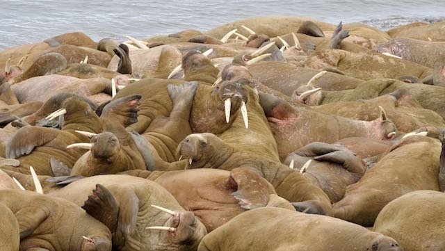 Arctic -Beach Full of Walrus.jpeg