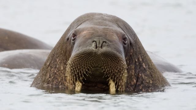 Arctic -Walrus in Water.jpeg