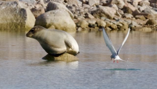 Arctic -Earless Seal and Arctic Tern.jpeg