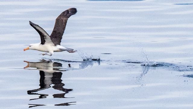 Antarctica - Black Brow Albatross Taking Off.jpeg