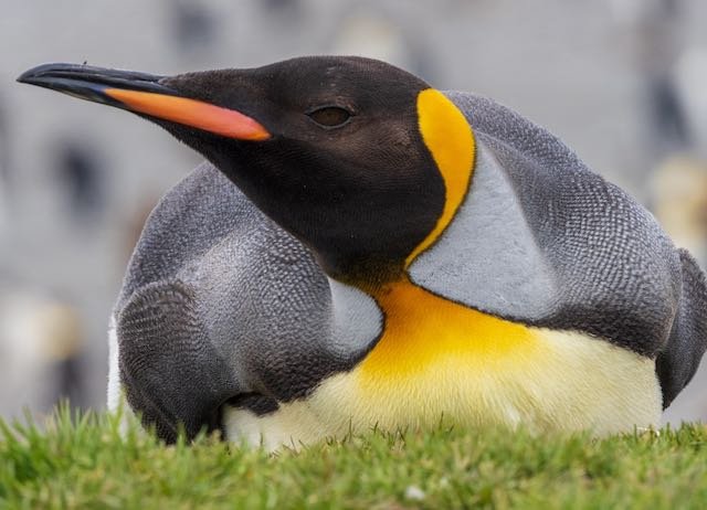 South Georgia - King Penguin on the Grass.jpeg