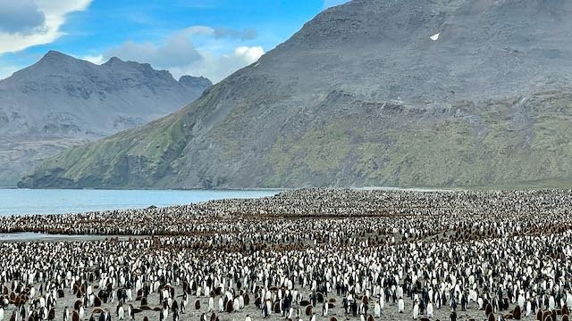 South Georgia - A Harbor Full of King Penguins.jpeg
