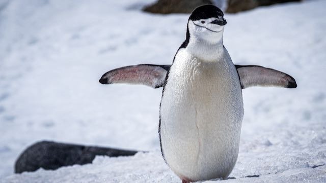 Antarctica - Chinstrap Penguin Stretching His Wings.jpeg