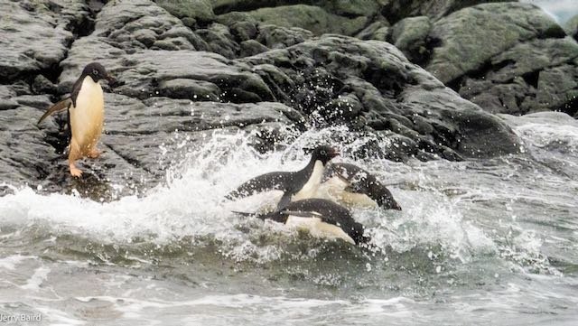 Antarctica - Adele Penguins Diving in the Ocean.jpeg