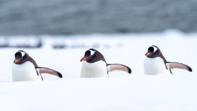 Antarctica - 3 Gentoo Penguins on the highway.jpeg