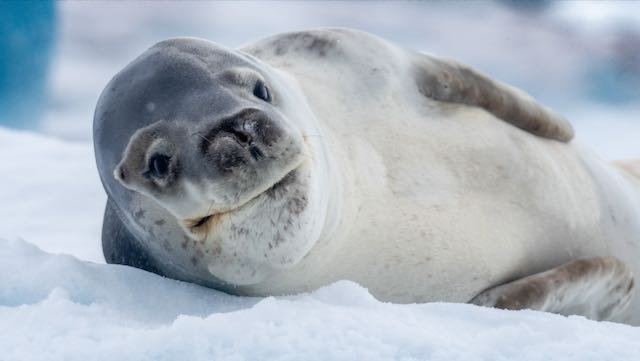 Antarctica - Leopard Seal.jpeg