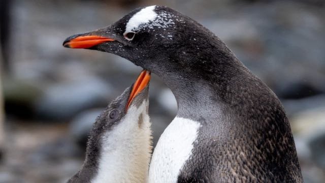 Antarctica - Mother and child Gentoo.jpeg